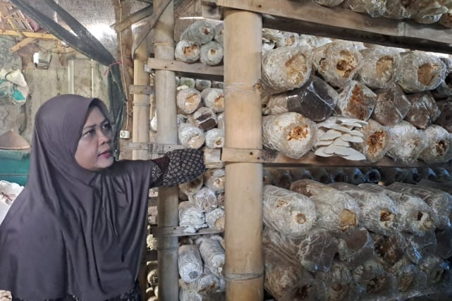 Umahkariani Bisa Panen Jamur Tiram Putih 20 hingga 25 Kilogram Setiap Hari