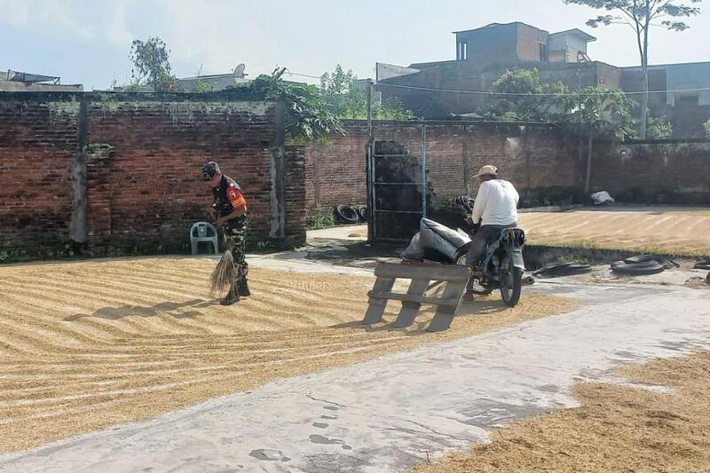 Babinsa Blimbing Bantu Petani Proses Pengeringan Padi, Jaga Kualitas Gabah Kering