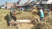 Babinsa Blimbing Dampingi Petani Pandanwangi Panen Padi Dukung Ketahanan Pangan