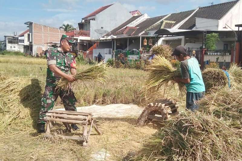 Babinsa Blimbing Dampingi Petani Pandanwangi Panen Padi Dukung Ketahanan Pangan