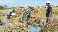 Babinsa Blimbing Dampingi Petani Pandanwangi Panen Padi