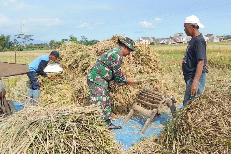 Babinsa Blimbing Dampingi Petani Pandanwangi Panen Padi