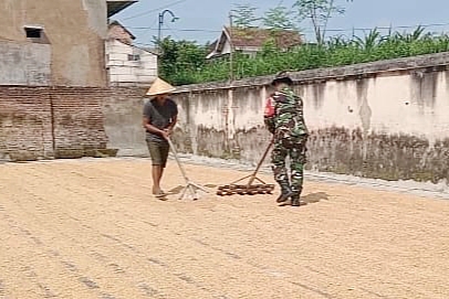 Babinsa Kedungkandang Bantu Petani Sawojajar Keringkan Gabah