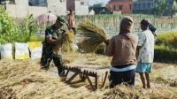 Babinsa Kedungkandang Dampingi Petani Buring Panen Padi