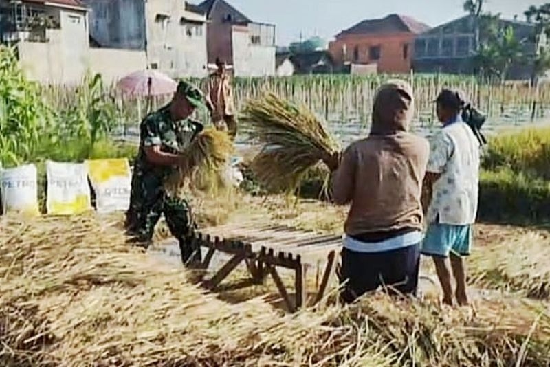 Babinsa Kedungkandang Dampingi Petani Buring Panen Padi