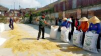 Babinsa Kedungkandang Dampingi Petani Keringkan Gabah Hasil Panen