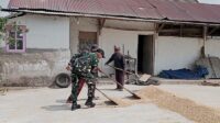 Babinsa Lowokwaru Bantu Petani Tunjungsekar Jemur Gabah