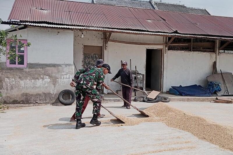 Babinsa Lowokwaru Bantu Petani Tunjungsekar Jemur Gabah