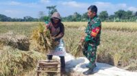 Babinsa Lowokwaru Dampingi Petani Tunggulwulung Panen Padi Dukung Ketahanan Pangan