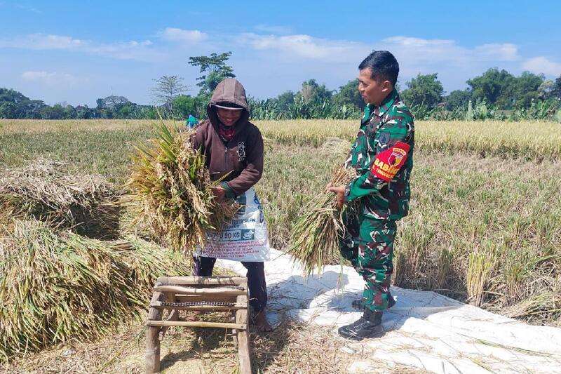 Babinsa Lowokwaru Dampingi Petani Tunggulwulung Panen Padi Dukung Ketahanan Pangan