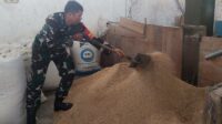 Babinsa Lowokwaru Dampingi Petani Tunggulwulung Pengeringan Padi Dukung Ketahanan Pangan