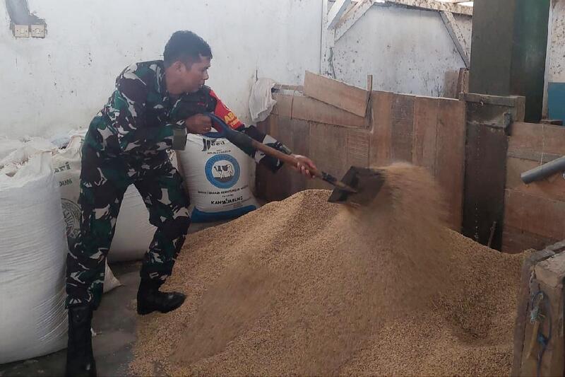 Babinsa Lowokwaru Dampingi Petani Tunggulwulung Pengeringan Padi Dukung Ketahanan Pangan