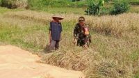 Babinsa Mulyorejo Bantu Petani Panen Padi Dukung Ketahanan Pangan