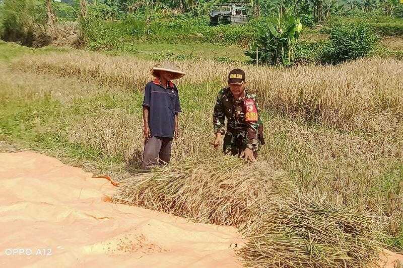 Babinsa Mulyorejo Bantu Petani Panen Padi Dukung Ketahanan Pangan