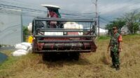 Babinsa Mulyorejo Dampingi Petani Tanam Padi Wujudkan Swasembada Pangan