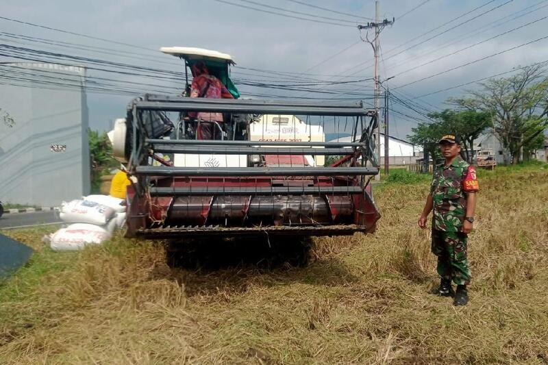 Babinsa Mulyorejo Dampingi Petani Tanam Padi Wujudkan Swasembada Pangan