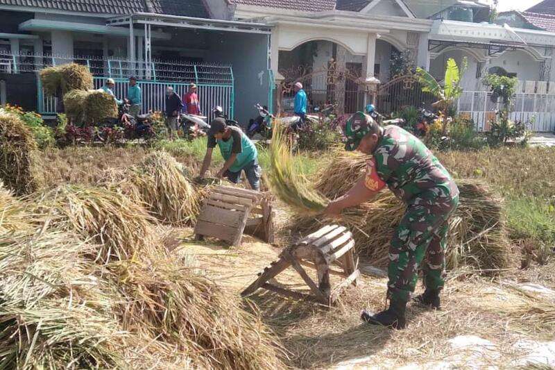 Babinsa Pandanwangi Dampingi Petani Wujudkan Ketahanan Pangan