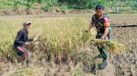 Babinsa Sukun Dampingi Petani Mulyorejo Panen Padi Dukung Ketahanan Pangan