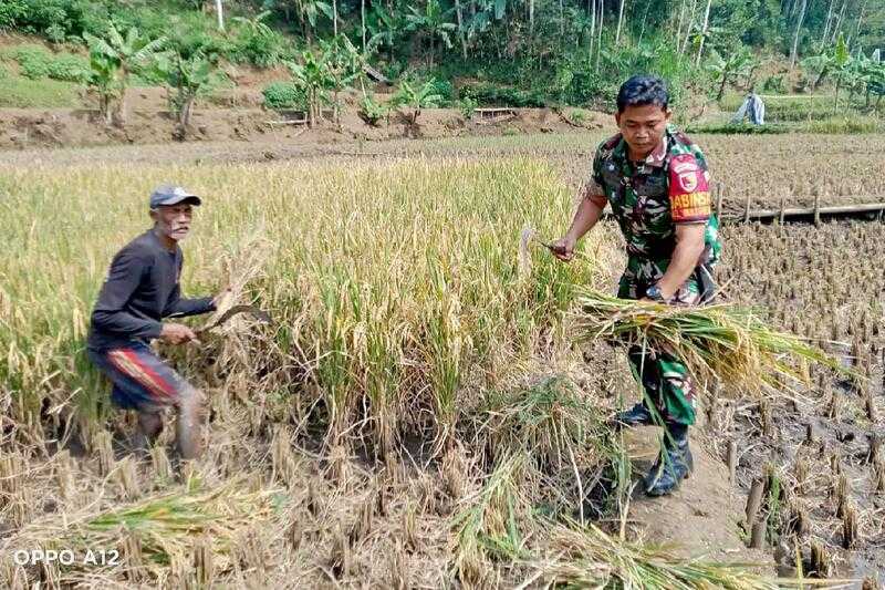 Babinsa Sukun Dampingi Petani Mulyorejo Panen Padi Dukung Ketahanan Pangan
