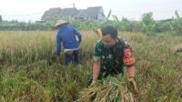 Babinsa Sukun Dampingi Petani Bandungrejosari Panen Padi Dukung Ketahanan Pangan