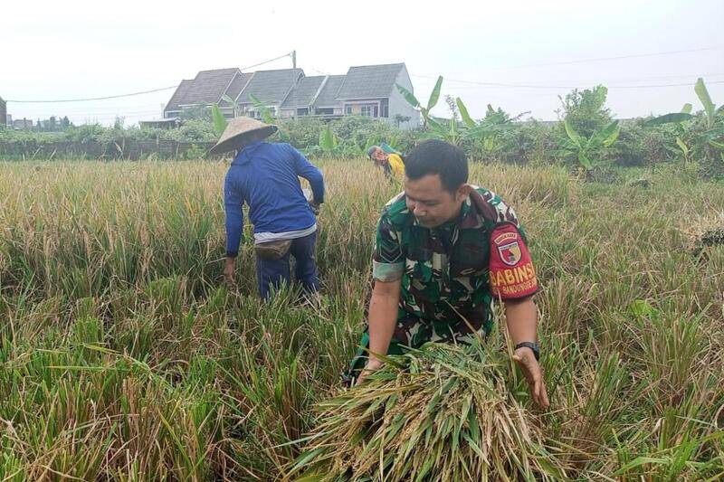Babinsa Sukun Dampingi Petani Bandungrejosari Panen Padi Dukung Ketahanan Pangan