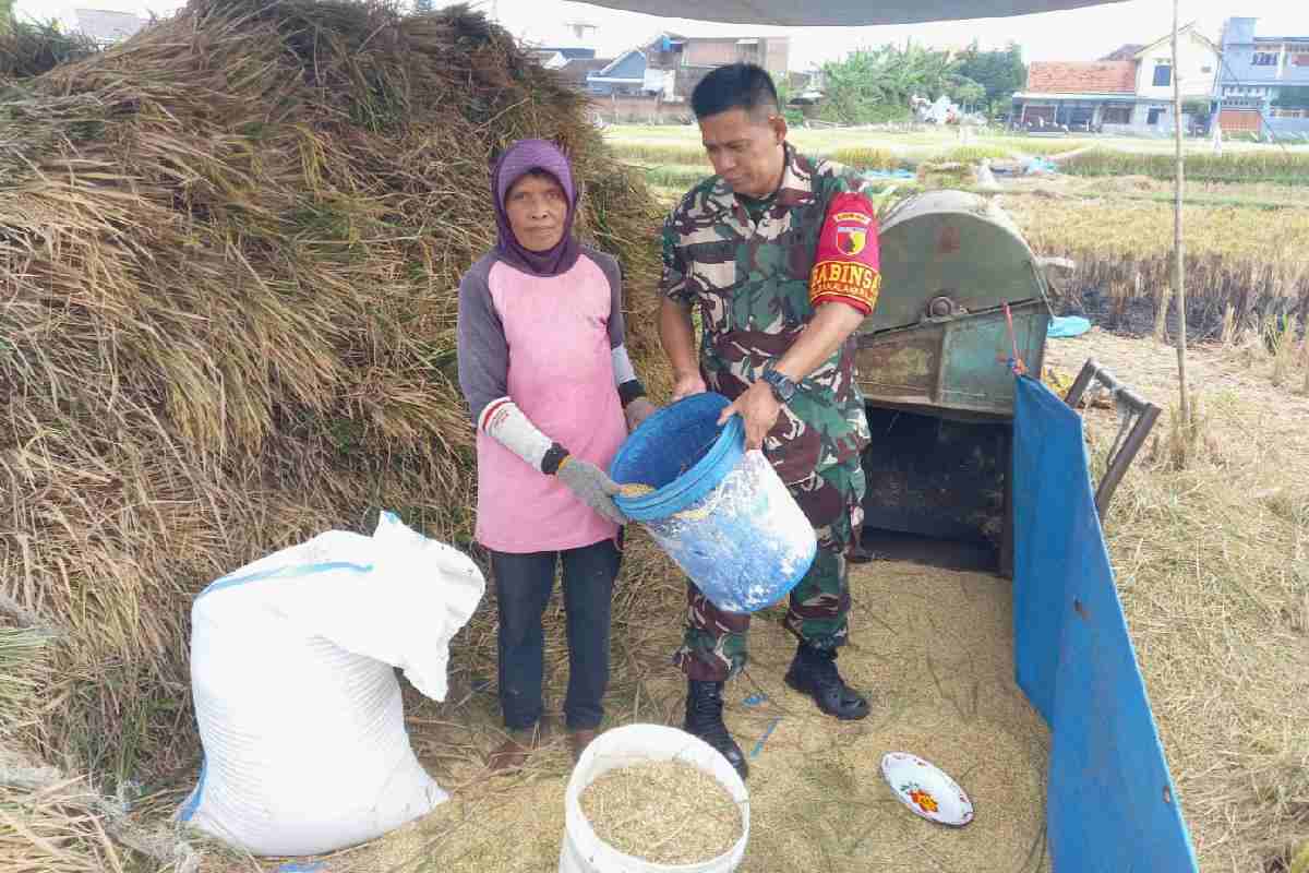 Babinsa Sukun Panen Padi Bersama Petani Bakalankrajan