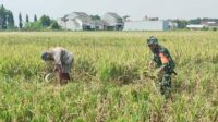 Babinsa Tasikmadu Dampingi Petani Panen Padi Wujudkan Pertanian Produktif dan Berkualitas