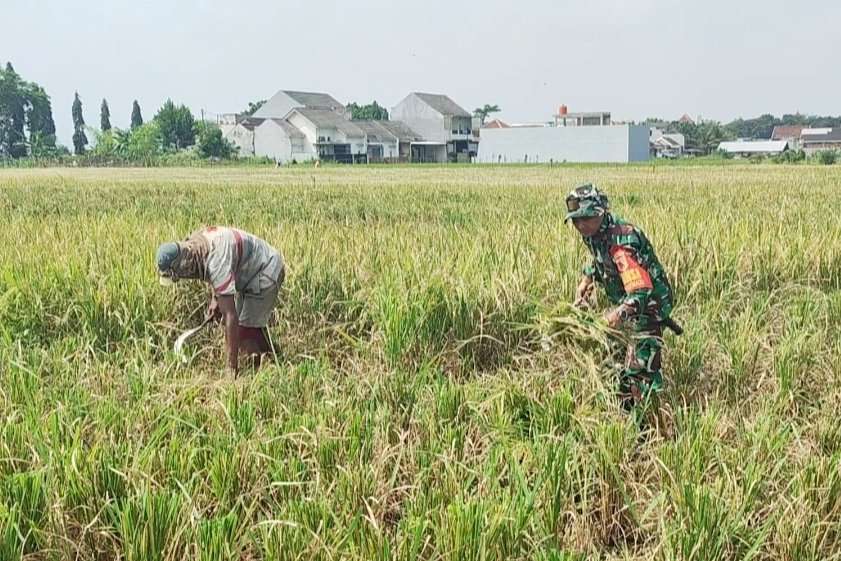 Babinsa Tasikmadu Dampingi Petani Panen Padi Wujudkan Pertanian Produktif dan Berkualitas