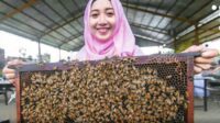 Mengenal dan Bermain Bersama Lebah di Wisata Edukasi Petik Madu Lawang