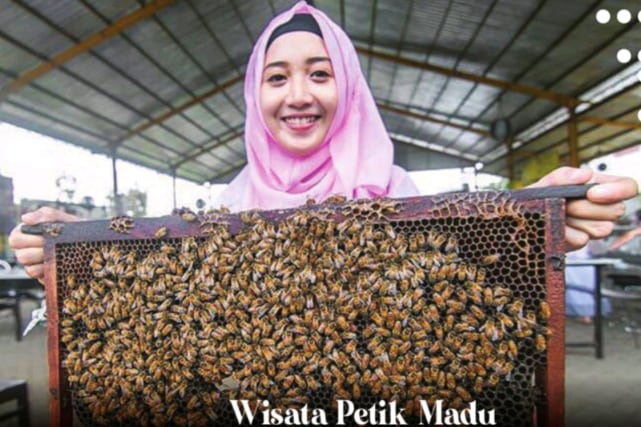Mengenal dan Bermain Bersama Lebah di Wisata Edukasi Petik Madu Lawang