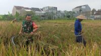 Babinsa Sukun Bantu Petani Bandungrejosari Panen Padi