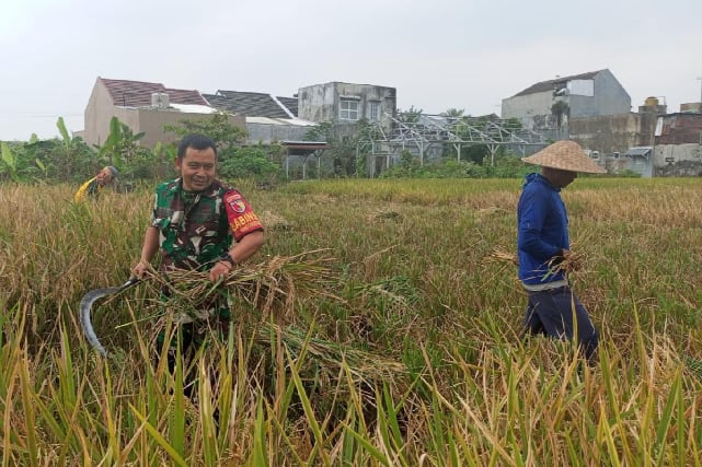 Babinsa Sukun Bantu Petani Bandungrejosari Panen Padi