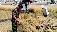 Babinsa Lowokwaru Bantu Petani Sumbersari Panen Padi Kuatkan Ketahanan Pangan