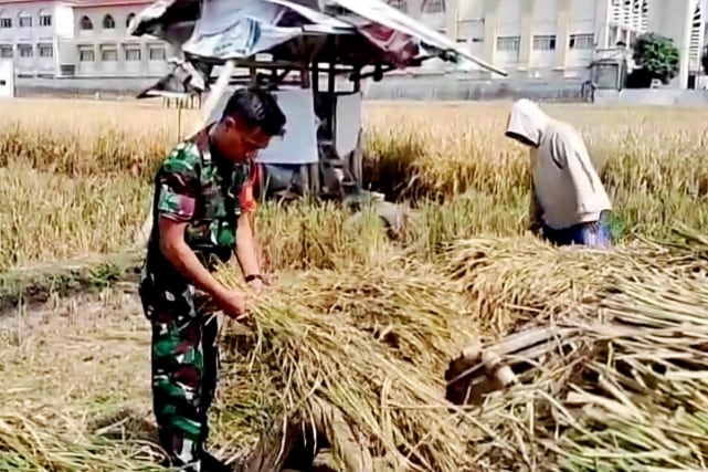 Babinsa Lowokwaru Bantu Petani Sumbersari Panen Padi Kuatkan Ketahanan Pangan