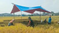 Babinsa Balearjosari Dampingi Petani Panen Padi Wujudkan Ketahanan Pangan