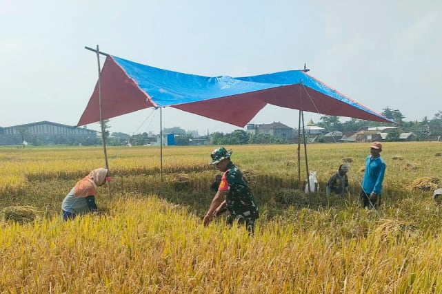 Babinsa Balearjosari Dampingi Petani Panen Padi Wujudkan Ketahanan Pangan