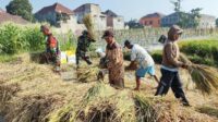 Babinsa Kedungkandang Bantu Petani Panen Padi, Wujud Kepedulian Ketahanan Pangan