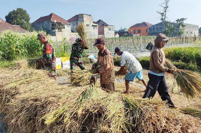 Babinsa Kedungkandang Bantu Petani Panen Padi, Wujud Kepedulian Ketahanan Pangan