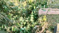 Sejumlah Makam Lahor Bunulrejo Ambrol Tergerus Arus Sungai, Warga Keluhkan Lambatnya Penanganan