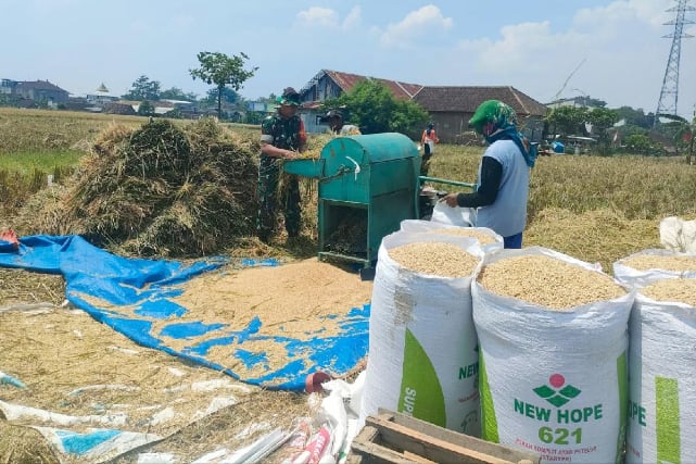 Babinsa Balearjosari Bantu Poktan Sekar Bumi Panen Padi