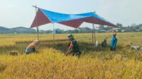 Babinsa Balearjosari Bantu Petani Poktan Sekar Bumi Panen Padi