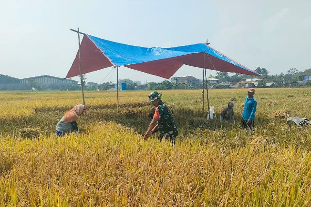 Babinsa Balearjosari Bantu Petani Poktan Sekar Bumi Panen Padi