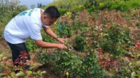 Mawar Eden, Harapan Baru Bagi Petani Mawar, Hasil Persilangan Yang Tampil Eksotis