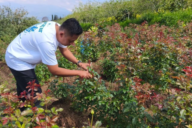 Mawar Eden, Harapan Baru Bagi Petani Mawar, Hasil Persilangan Yang Tampil Eksotis