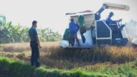 Babinsa Bakalankrajan Dampingi Petani Panen Padi Gunakan Mesin Combine Harvester
