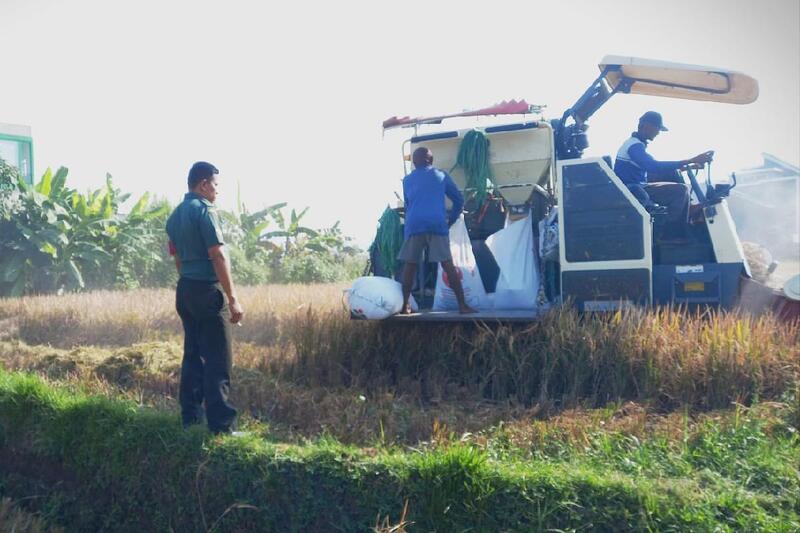 Babinsa Bakalankrajan Dampingi Petani Panen Padi Gunakan Mesin Combine Harvester