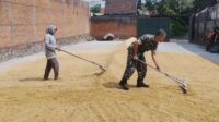 Babinsa Blimbing Bantu Petani Balearjosari Jemur Gabah dan Giling Padi