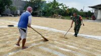 Babinsa Blimbing Monitoring Penggilingan Padi di UD Terang Jaya