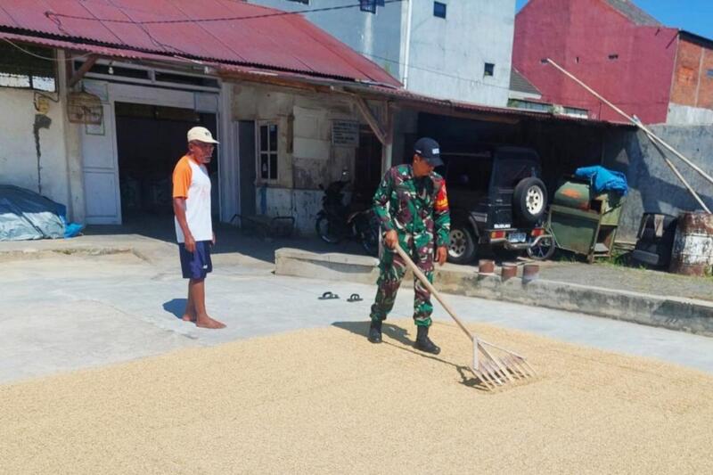 Babinsa Lowokwaru Bantu Warga Tunggulwulung Jemur Padi Hasil Panen