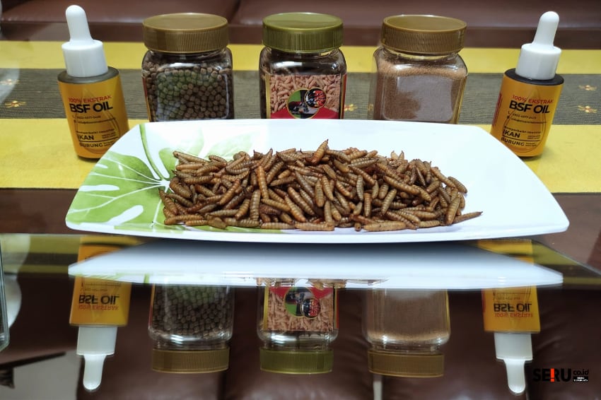Beragam jenis produk maggot, berupa maggot kering, pelet, bubuk dan cair. (rhd)